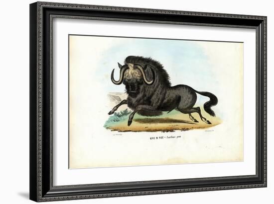 Black Wildebeest, 1863-79-Raimundo Petraroja-Framed Giclee Print