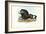 Black Wildebeest, 1863-79-Raimundo Petraroja-Framed Giclee Print