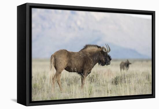 Black Wildebeest (Connochaetes Gnou), Mountain Zebra National Park, South Africa, Africa-Ann & Steve Toon-Framed Premier Image Canvas