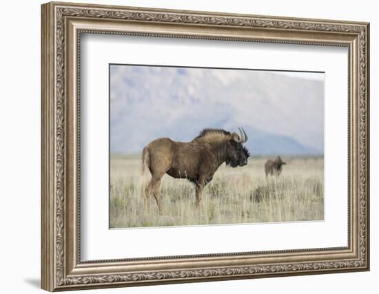 Black Wildebeest (Connochaetes Gnou), Mountain Zebra National Park, South Africa, Africa-Ann & Steve Toon-Framed Photographic Print