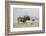 Black Wildebeest (Connochaetes Gnou), Mountain Zebra National Park, South Africa, Africa-Ann & Steve Toon-Framed Photographic Print