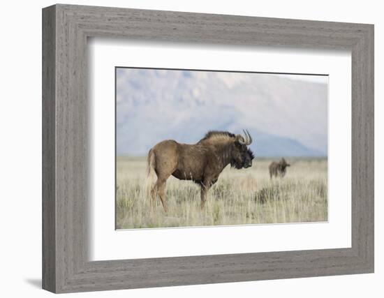 Black Wildebeest (Connochaetes Gnou), Mountain Zebra National Park, South Africa, Africa-Ann & Steve Toon-Framed Photographic Print