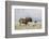 Black Wildebeest (Connochaetes Gnou), Mountain Zebra National Park, South Africa, Africa-Ann & Steve Toon-Framed Photographic Print