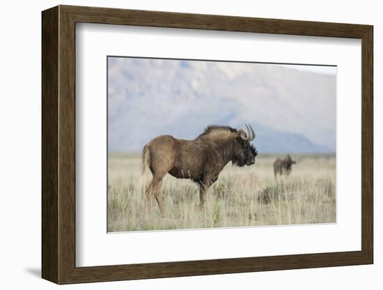 Black Wildebeest (Connochaetes Gnou), Mountain Zebra National Park, South Africa, Africa-Ann & Steve Toon-Framed Photographic Print