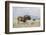 Black Wildebeest (Connochaetes Gnou), Mountain Zebra National Park, South Africa, Africa-Ann & Steve Toon-Framed Photographic Print