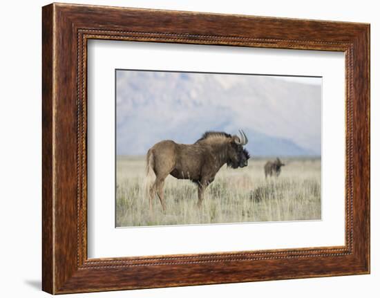 Black Wildebeest (Connochaetes Gnou), Mountain Zebra National Park, South Africa, Africa-Ann & Steve Toon-Framed Photographic Print