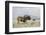 Black Wildebeest (Connochaetes Gnou), Mountain Zebra National Park, South Africa, Africa-Ann & Steve Toon-Framed Photographic Print