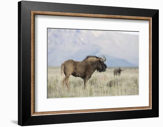 Black Wildebeest (Connochaetes Gnou), Mountain Zebra National Park, South Africa, Africa-Ann & Steve Toon-Framed Photographic Print