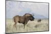 Black Wildebeest (Connochaetes Gnou), Mountain Zebra National Park, South Africa, Africa-Ann & Steve Toon-Mounted Photographic Print