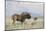 Black Wildebeest (Connochaetes Gnou), Mountain Zebra National Park, South Africa, Africa-Ann & Steve Toon-Mounted Photographic Print