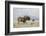 Black Wildebeest (Connochaetes Gnou), Mountain Zebra National Park, South Africa, Africa-Ann & Steve Toon-Framed Photographic Print