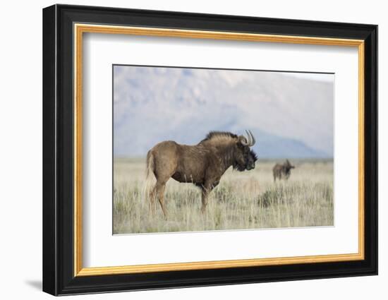 Black Wildebeest (Connochaetes Gnou), Mountain Zebra National Park, South Africa, Africa-Ann & Steve Toon-Framed Photographic Print