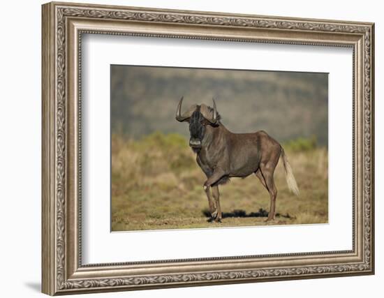 Black Wildebeest (White-Tailed Gnu) (Connochaetes Gnou)-James Hager-Framed Photographic Print