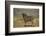 Black Wildebeest (White-Tailed Gnu) (Connochaetes Gnou)-James Hager-Framed Photographic Print