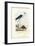 Black-Winged Stilt, 1863-79-Raimundo Petraroja-Framed Giclee Print
