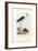 Black-Winged Stilt, 1863-79-Raimundo Petraroja-Framed Giclee Print