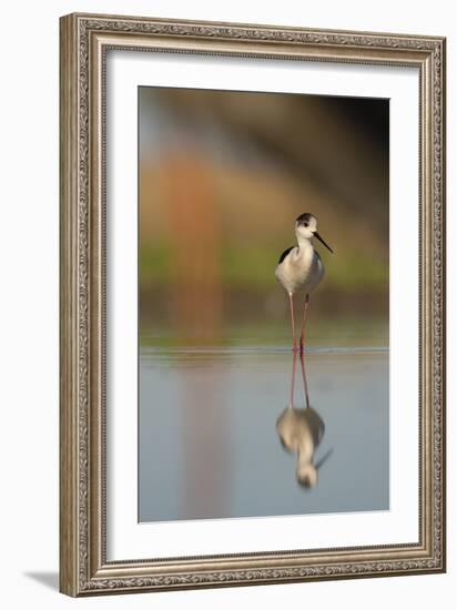 Black Winged Stilt - Stand-Staffan Widstrand-Framed Giclee Print