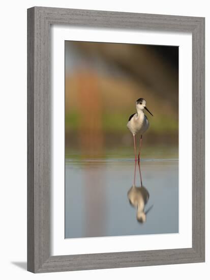 Black Winged Stilt - Stand-Staffan Widstrand-Framed Giclee Print