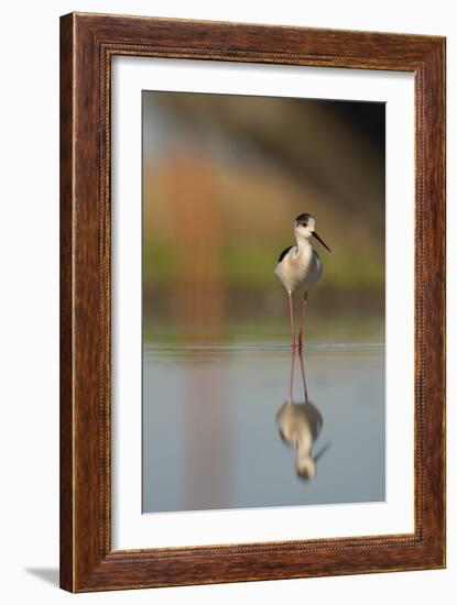 Black Winged Stilt - Stand-Staffan Widstrand-Framed Giclee Print