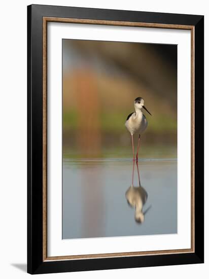 Black Winged Stilt - Stand-Staffan Widstrand-Framed Giclee Print