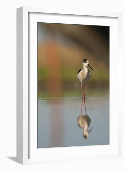 Black Winged Stilt - Stand-Staffan Widstrand-Framed Giclee Print