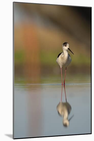 Black Winged Stilt - Stand-Staffan Widstrand-Mounted Giclee Print