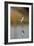 Black Winged Stilt - Stand-Staffan Widstrand-Framed Giclee Print