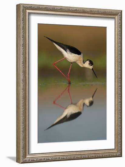 Black Winged Stilt - Step-Staffan Widstrand-Framed Giclee Print