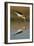 Black Winged Stilt - Step-Staffan Widstrand-Framed Giclee Print