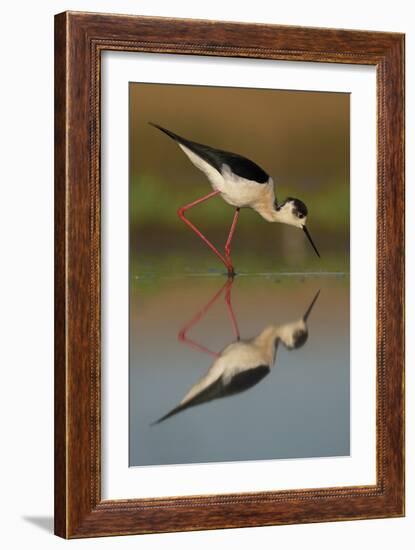 Black Winged Stilt - Step-Staffan Widstrand-Framed Giclee Print