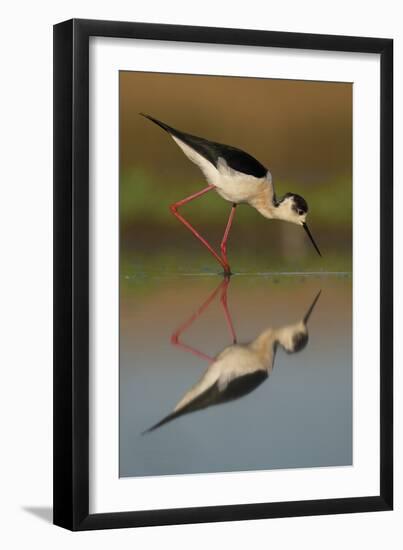 Black Winged Stilt - Step-Staffan Widstrand-Framed Giclee Print