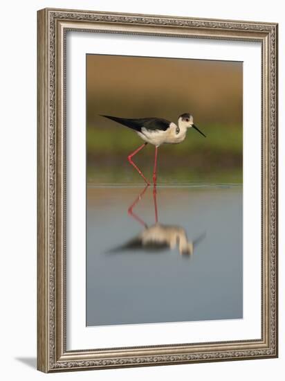 Black Winged Stilt - Stride-Staffan Widstrand-Framed Giclee Print