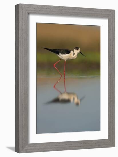 Black Winged Stilt - Stride-Staffan Widstrand-Framed Giclee Print