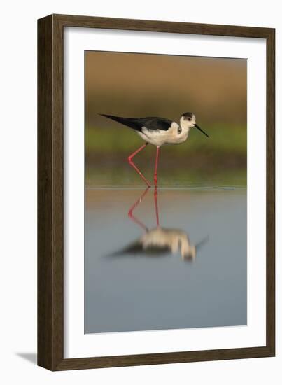 Black Winged Stilt - Stride-Staffan Widstrand-Framed Giclee Print