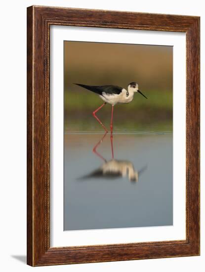 Black Winged Stilt - Stride-Staffan Widstrand-Framed Giclee Print