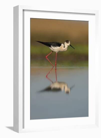 Black Winged Stilt - Stride-Staffan Widstrand-Framed Giclee Print