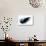 Black Wings-Sergey Nivens-Premium Giclee Print displayed on a wall