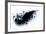 Black Wings-Sergey Nivens-Framed Premium Giclee Print