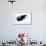 Black Wings-Sergey Nivens-Framed Art Print displayed on a wall
