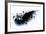 Black Wings-Sergey Nivens-Framed Art Print