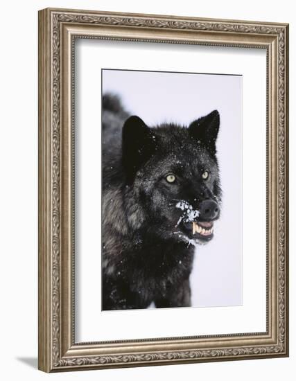 Black Wolf Snarling in Snow-DLILLC-Framed Photographic Print