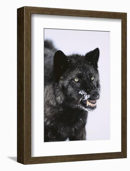 Black Wolf Snarling in Snow-DLILLC-Framed Photographic Print