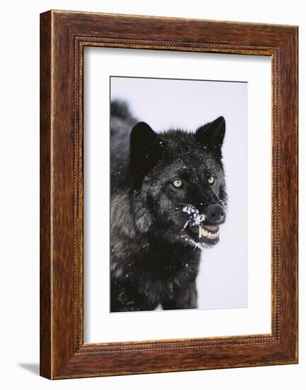 Black Wolf Snarling in Snow-DLILLC-Framed Photographic Print