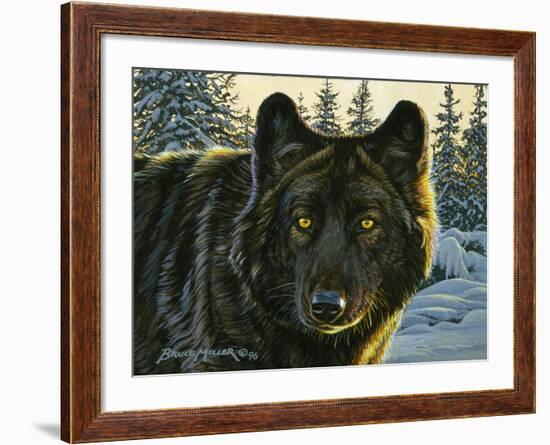 Black Wolf-Bruce Miller-Framed Giclee Print