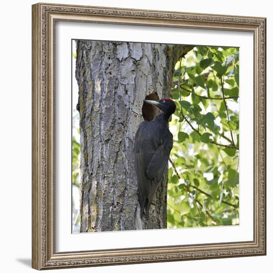 Black woodpecker (Dryocopus martius), male at nest hole. Danube Delta, Romania. May-Loic Poidevin-Framed Photographic Print