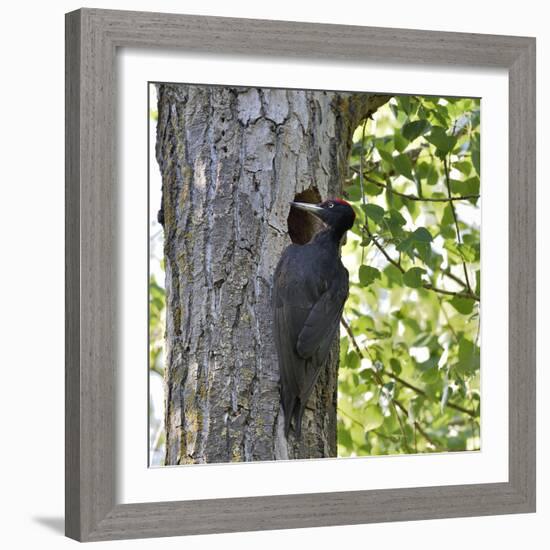 Black woodpecker (Dryocopus martius), male at nest hole. Danube Delta, Romania. May-Loic Poidevin-Framed Photographic Print