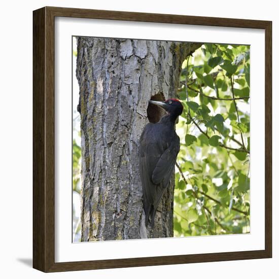 Black woodpecker (Dryocopus martius), male at nest hole. Danube Delta, Romania. May-Loic Poidevin-Framed Photographic Print