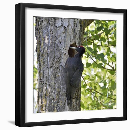 Black woodpecker (Dryocopus martius), male at nest hole. Danube Delta, Romania. May-Loic Poidevin-Framed Photographic Print