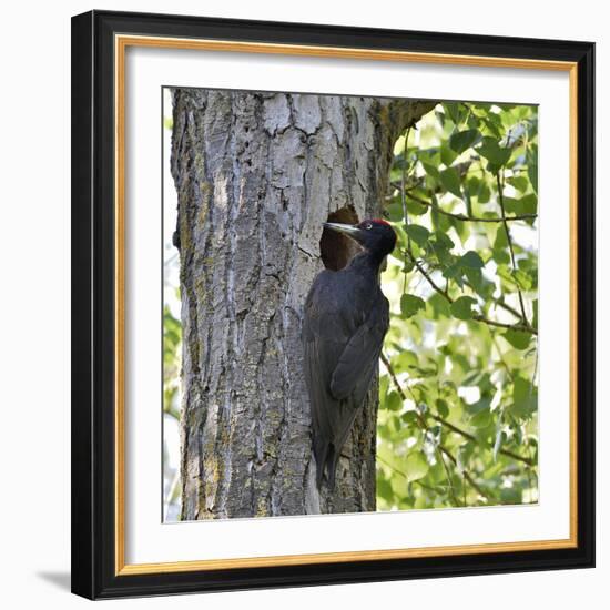 Black woodpecker (Dryocopus martius), male at nest hole. Danube Delta, Romania. May-Loic Poidevin-Framed Photographic Print