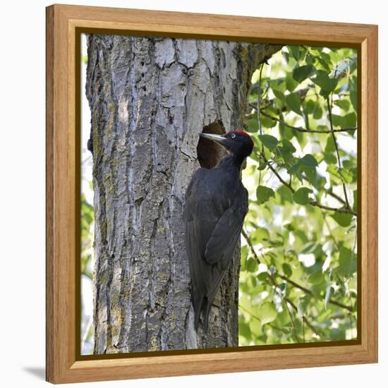 Black woodpecker (Dryocopus martius), male at nest hole. Danube Delta, Romania. May-Loic Poidevin-Framed Premier Image Canvas